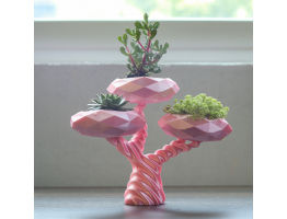 little bonsai